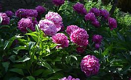 菊花圖片