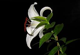 百合圖片