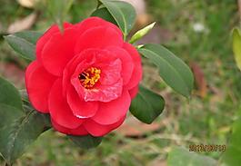 山茶花圖片