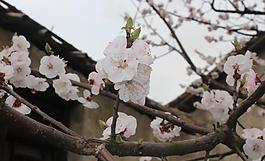 桃花圖片