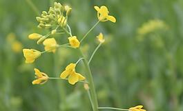 油菜花圖片