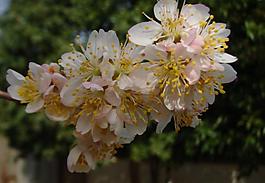 櫻桃花圖片
