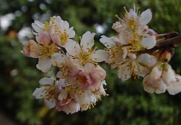 櫻桃花圖片