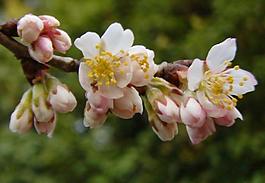 櫻桃花圖片
