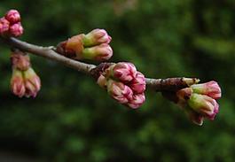 櫻桃花圖片