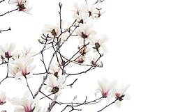 玉蘭花樹(shù)圖片