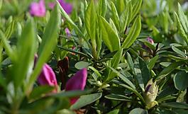 杜鵑花圖片