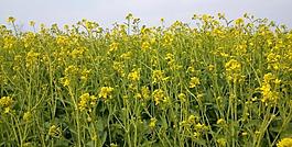 油菜花圖片