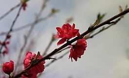 梅花圖片