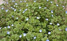 野草圖片