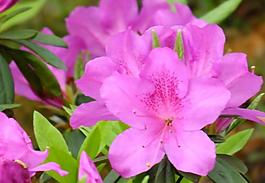 杜鵑花圖片