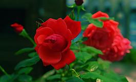 月季花圖片