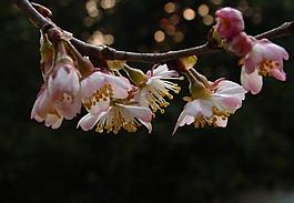 櫻桃花圖片