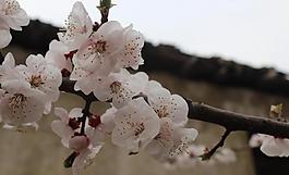 桃花圖片