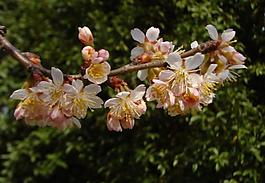 櫻桃花圖片