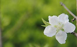 梨花圖片