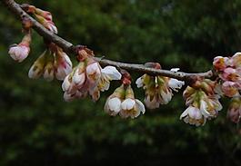 櫻桃花圖片