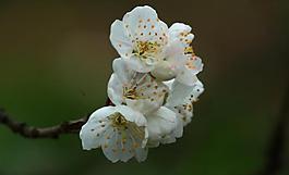 櫻桃花圖片