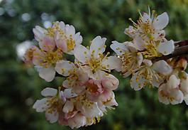 櫻桃花圖片