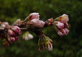 櫻桃花圖片
