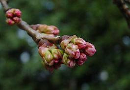 櫻桃花圖片