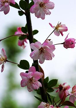 桃花圖片