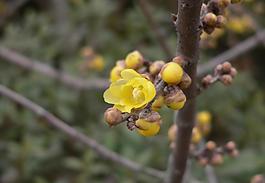花蕾圖片