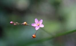 蒲公英小花圖片