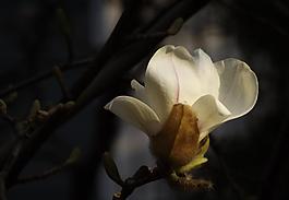 玉蘭花圖片