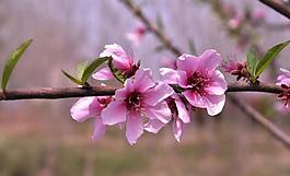 桃花圖片
