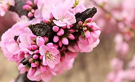 桃花圖片