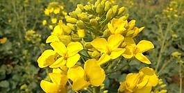 油菜花圖片