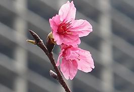 桃花图片