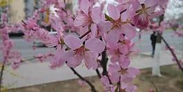 桃花圖片