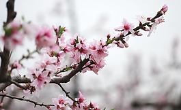 梅花圖片