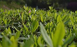 杜鵑花 綠葉圖片
