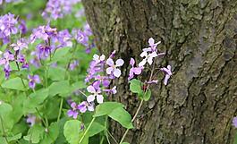 紫色花 野花圖片
