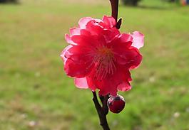 桃花图片