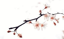 櫻花圖片