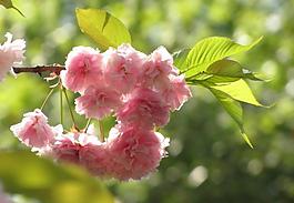 櫻花圖片