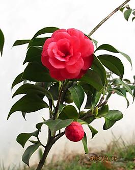 山茶花圖片