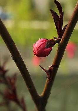 梅花圖片