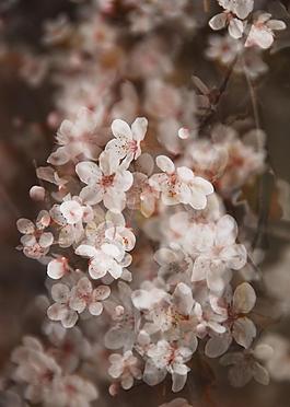 花卉圖片