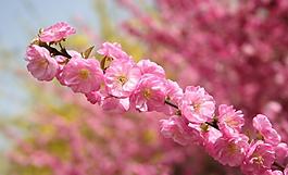 桃花圖片