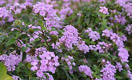 紫花圖片