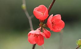 海棠花圖片