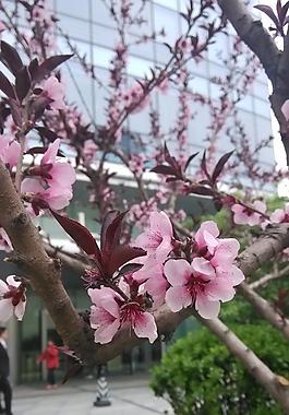 桃花圖片
