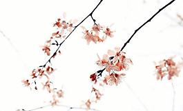 櫻花圖片