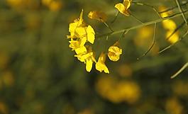 油菜花圖片