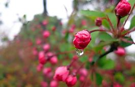 花蕾与露珠图片